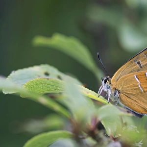 Brown Hairstreak Butterfly - UK