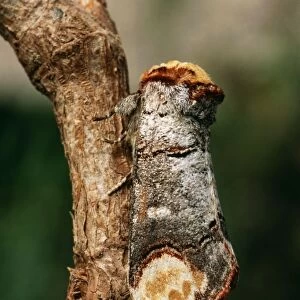 Buff Tip Moth Essex, UK
