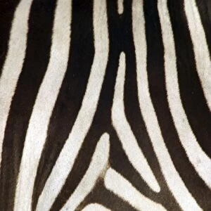 Burchell's / Common / Plains Zebra - Close up of zebra coat