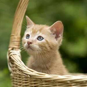 Cat - ginger tabby kitten in basket
