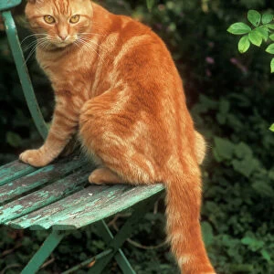 Cat Ginger Tom on garden chair