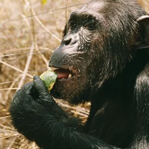 Chimpanzee - "Prof" eating Strychnos innocua Gombe, Tanzania, Africa