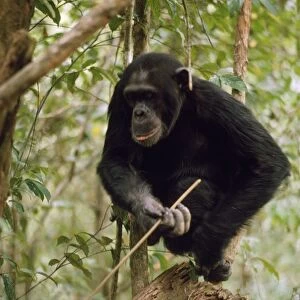 Chimpanzee - "Prof" fishing for Safari Ants with stick. Gombe, Tanzania, Africa