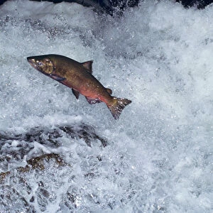 Chinook salmon - leaping falls during migration to its spawning area. Pacific Northwest. LX317