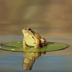 Common Frog - on lily pad - with reflection - Bedfordshire UK 007667