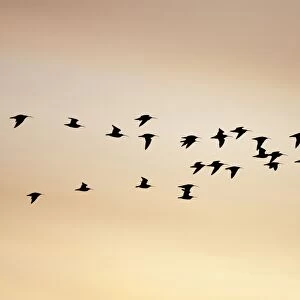 Curlew - silhouette of flock in-flight - Cleveland - UK