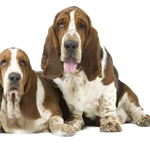 Dog - two Basset Hounds in studio