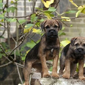 DOG - Border terrier puppies standing on a wood pile (13 weeks old)