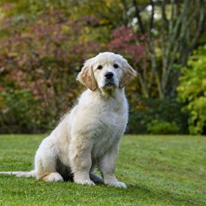 DOG. Golden Retriever puppy ( 12 weeks old ) sitting in a garden, autumn time