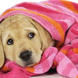 DOG. Labrador (8 week old pup) wet, with towel on head and shoulders