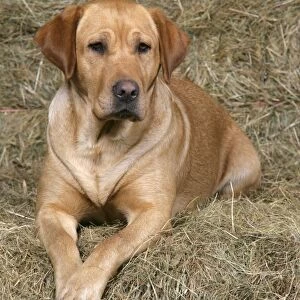 Dog - Yellow Labrador Retriever lying down on hay stacks