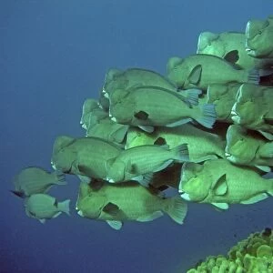 Double-headed / Giant Bump headed / Giant Parrotfish - The largest of their species in the world clumping together in a family group. This type of behavour is very rarely seen. Raine Island. Great Barrier Reef. Australia