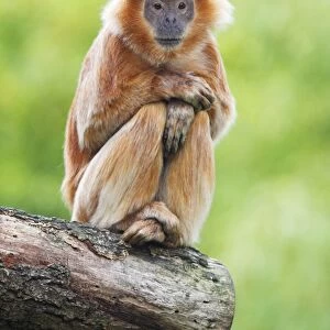 Ebony Leaf Monkey / Javan Langur - animal resting, distribution - Java, Indonesia