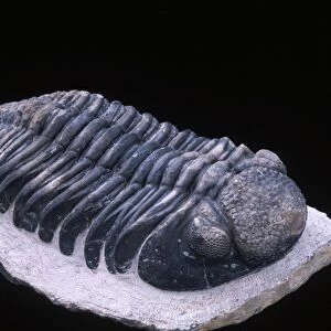 Fossil: Trilobite Size of this specimen: 140 mm long Devonian Morocco