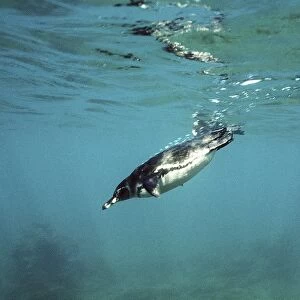 Galapagos Penguin - swimming underwater - Bartholemew Island AU-793