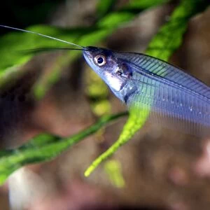 Glass Catfish/ X-ray fish, freshwater SE Asia (Malaysia, Borneo) and parts of China