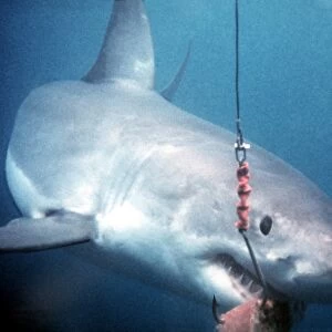Great White Shark VT 8185 Takes bait from hook - South Australia Carcharodon carcharias © Valerie & Ron Taylor / ARDEA LONDON
