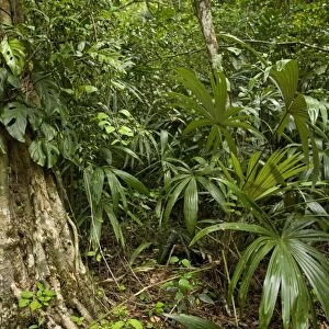 Guatemala - rainforest