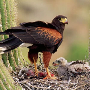 Harris's Hawk - on nest Sanguaro Desert, Arizona, USA