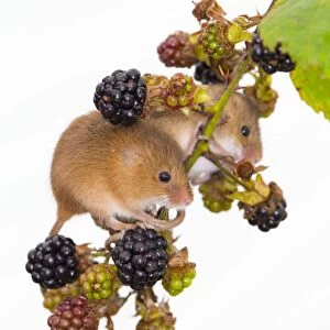 Harvest Mice - UK - Captive - Blackberries