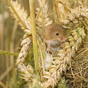Harvest Mouse - juvenile on top of nest. UK
