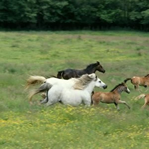 Horse - Welsh Mountain Ponies, galloping
