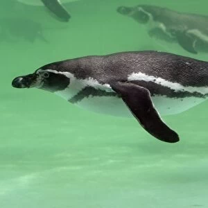 Humboldt Penguin - swimming under water, Lower Saxony, Germany