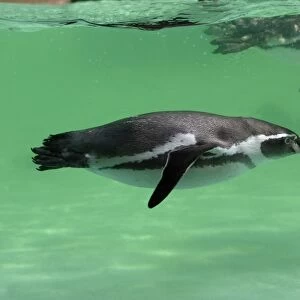 Humboldt Penguin - swimming under water, Lower Saxony, Germany