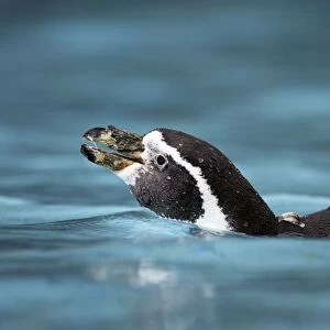 Humboldt Penguin - in water