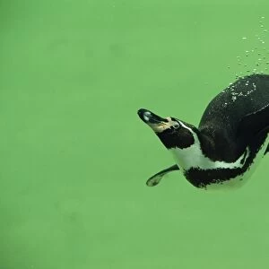 Humboldt / Peruvian Penguin - underwater