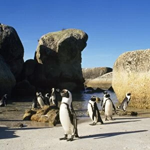 Jackass Penguin South Africa