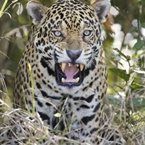 Jaguar - showing teeth - Cuiaba River - Brazil