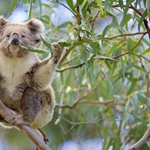 Koala - adult sitting high up in the trees feeding on this tough, toxic and low-nutritioned leaves. With one arm it's grabbing for a twig with fresh leaves sticking it into its mouth