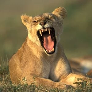 Lioness Kenya, Africa