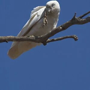 Little Corella - scratching head. Found throughout most of Australia in dry woodland, mulga and mallee. Also around inland farm bores and tree-lined watercourses. Kimberleys, Western Australia