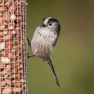 Long Tailed Tit - on a peanut feeder