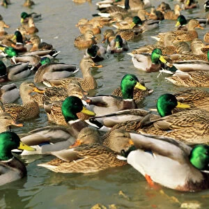 Mallard Duck - flock on water