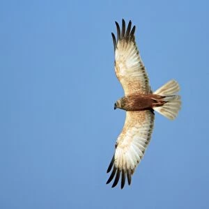 Marsh Harrier - male in flight, Texel, Holland