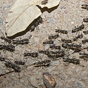Matabele Ant column - hunting party returning to nest, some individuals with prey. Major and minor workers present. Aggressive ants with a painful sting. Shimuwini, Kruger National Park, South Africa