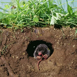 Mole - eating worm undergound