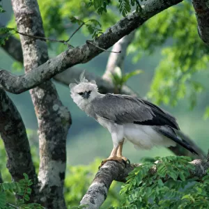Monkey-eating / Philippine Eagle - in tree photographed in the Philippines