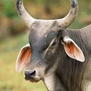 Nelore Indian X COW - head and horns Cow farming, Hato Pinero, Llanos, Venezuela