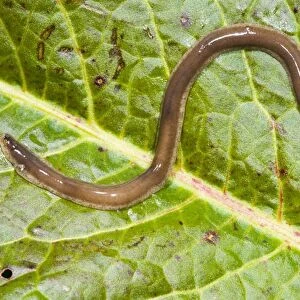 New Zealand Flatworm Introduced to UK from New Zealand in early 1960s Up to 20 cm in length Now common in Scotland, northern England