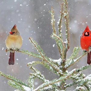 Northern cardinal male and female in spruce tree in winter snow, Marion County, Illinois. Date: 27-01-2021