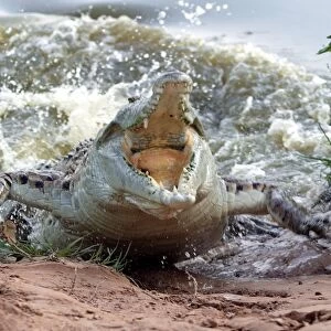 Orinoco Crocodile - female lunging out of water to protect nest in bank Hato El Frio, Venezuela