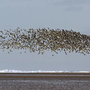 Pink-footed Geese - taking off from coastal mudflats, Lindisfarne National Nature Reserve, Northumberland, autumn, England