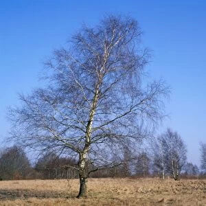 Pubescent Birch Tree - February