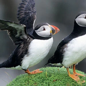 Puffin - pair resting