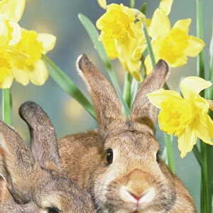 Rabbits - in Daffodils