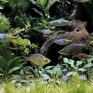 Rainbow Fish in Aquarium tank
